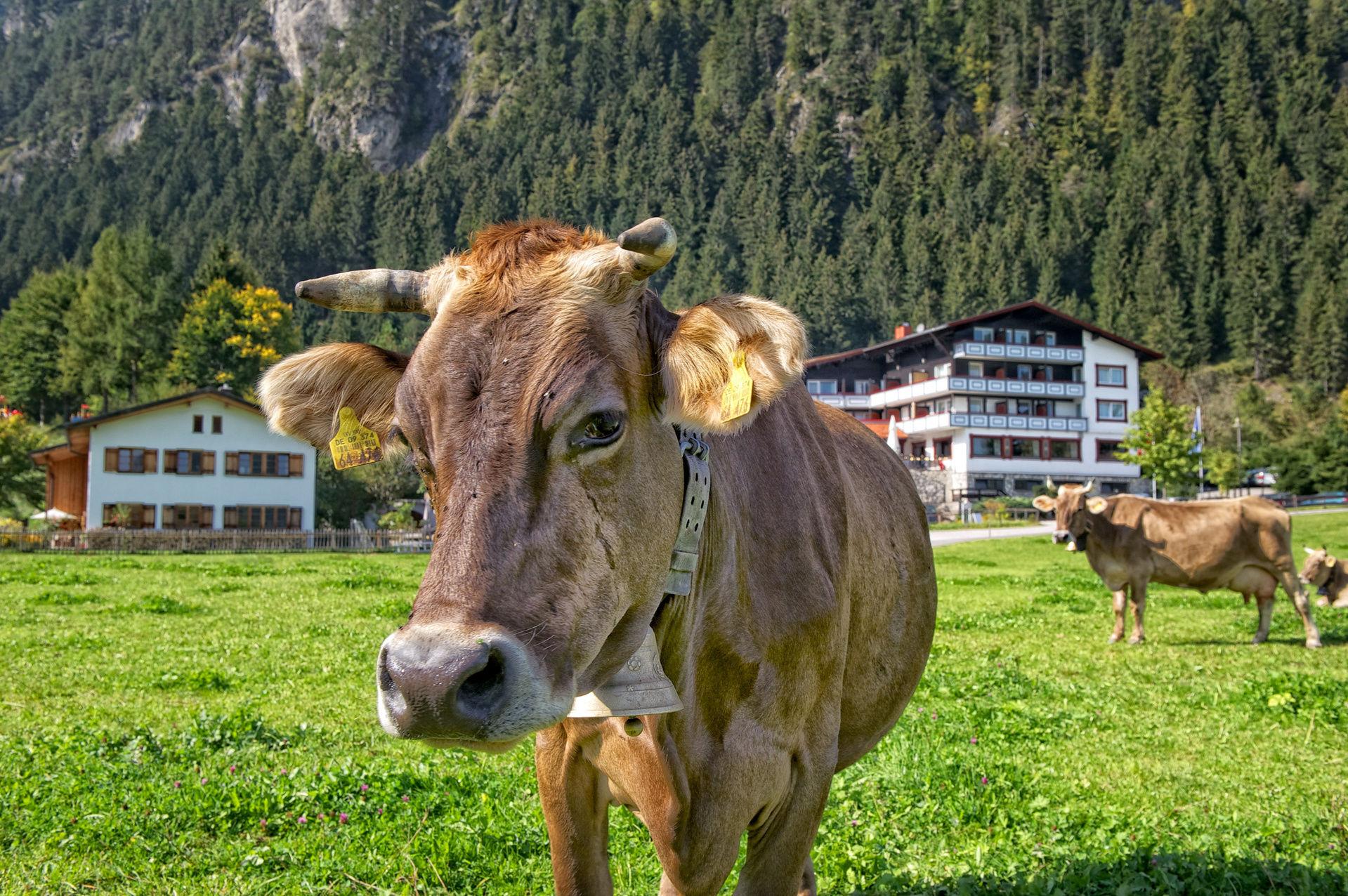 Allgäu 2 Nächte für Zwei im Doppelzimmer mit All Inclusive und Wellness im 4 Sterne Familotel Bavaria Pfronten 399 €